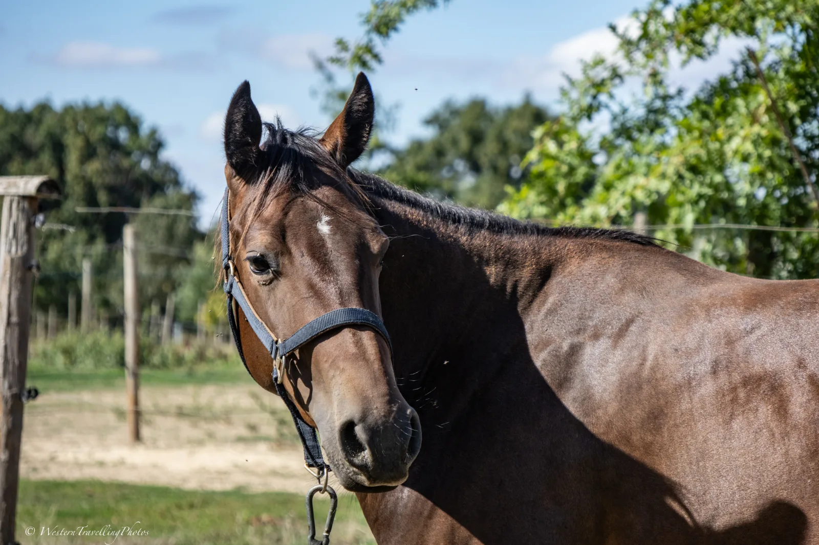 TR DOC SAN SOLANO, pouliche, née en 2024, brun, Quarter Horse (AQHA)