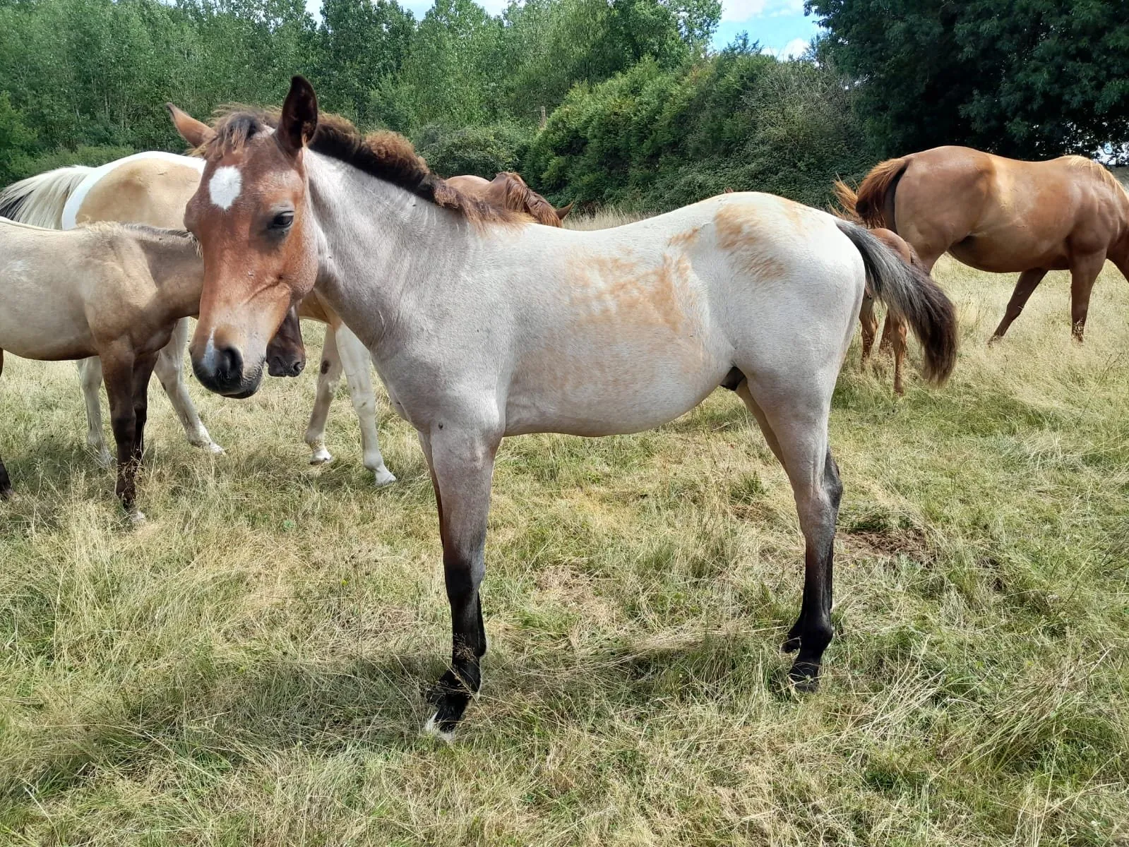 TR SIR HOLY PEPY GUN, poulain, né en 2025, BAI ROUAN, Paint Horse (APHA)