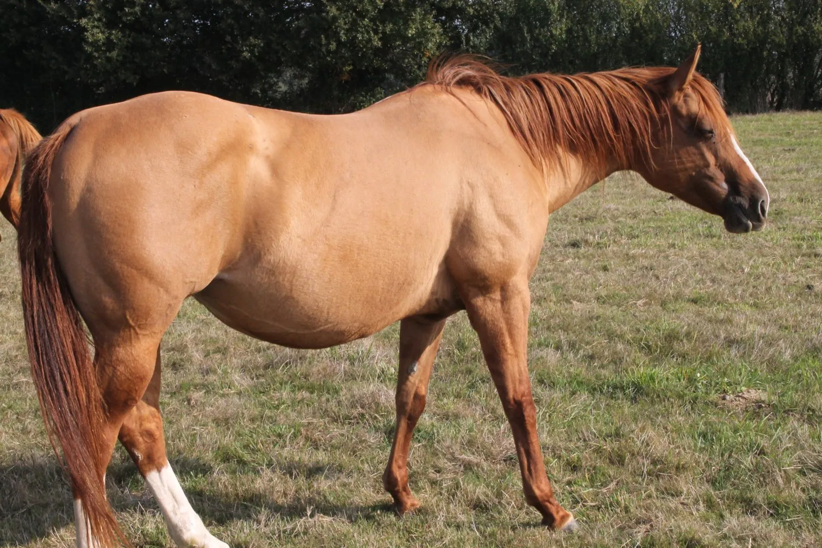 CONCLUSIVE HOT SOCKET, jument, née en 2006, isabelle rouge, Paint Horse (APHA)