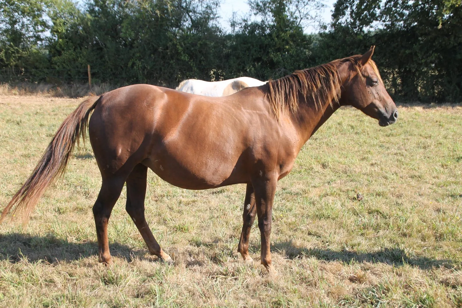 STORMY DU TR, jument, née en 2012, alezan brûlé, Quarter Horse (AQHA)