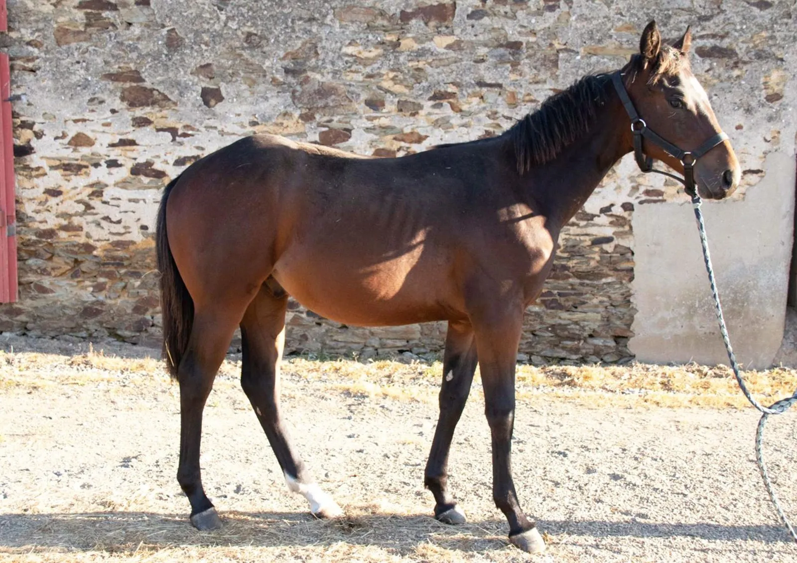 First du TR, poulain, né en 2023, bai brun, Quarter Horse (AQHA)