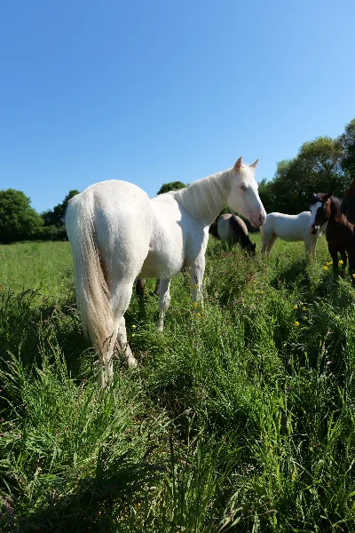 OPAKE DE BELLE ILE, photo 2