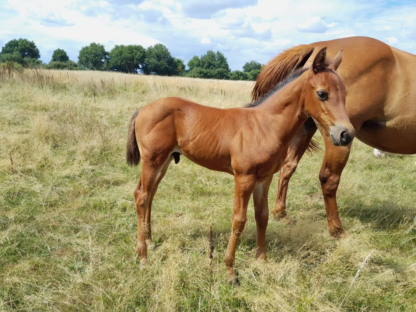 TR LITTLE GREAT POCO, poulain, né en 2025, bai, Quarter Horse (AQHA)
