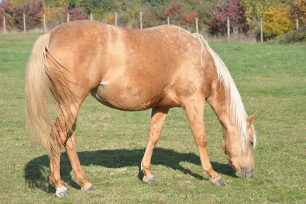 DINA DU TR, photo 3