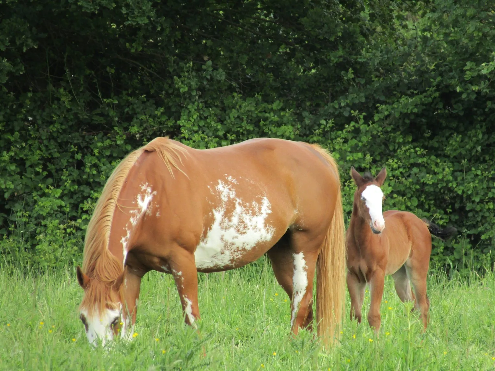 PRETTY PAGE, jument, née en 2007, alezan brûlé overo, Paint Horse (APHA)