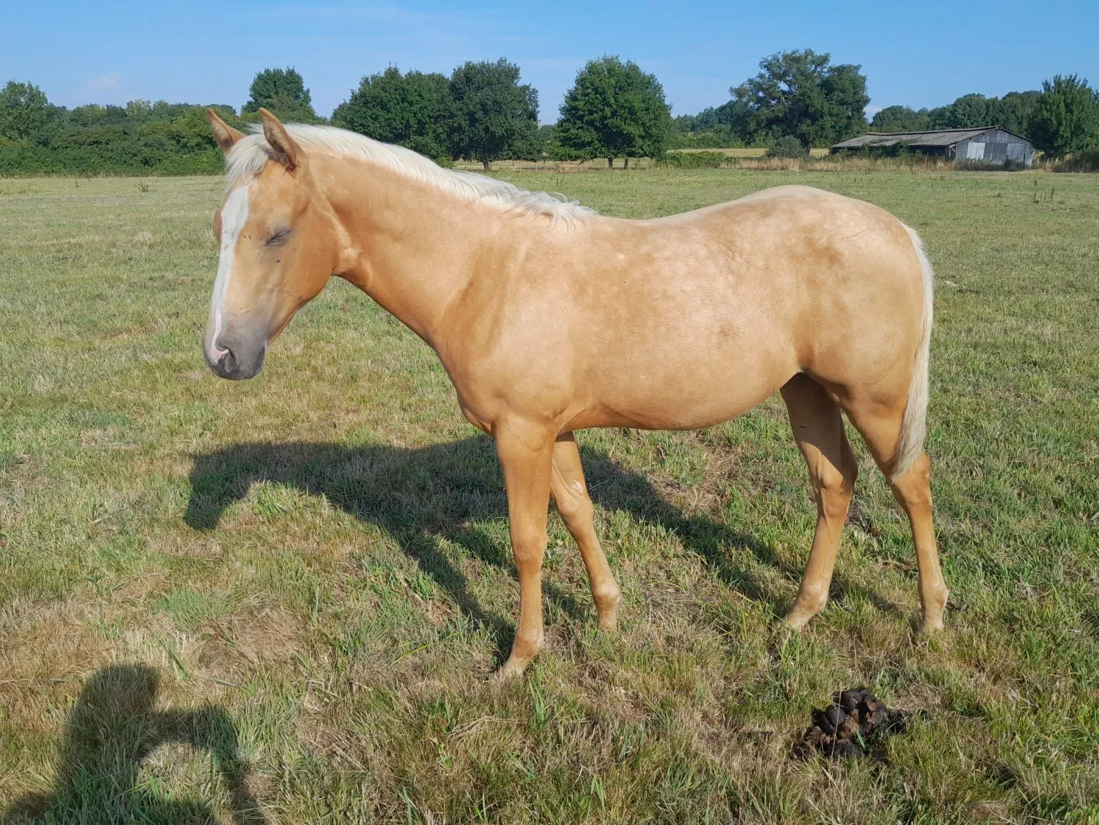 TR POPPY STAR SMOKE, pouliche, née en 2025, palomino, Quarter Horse (AQHA)