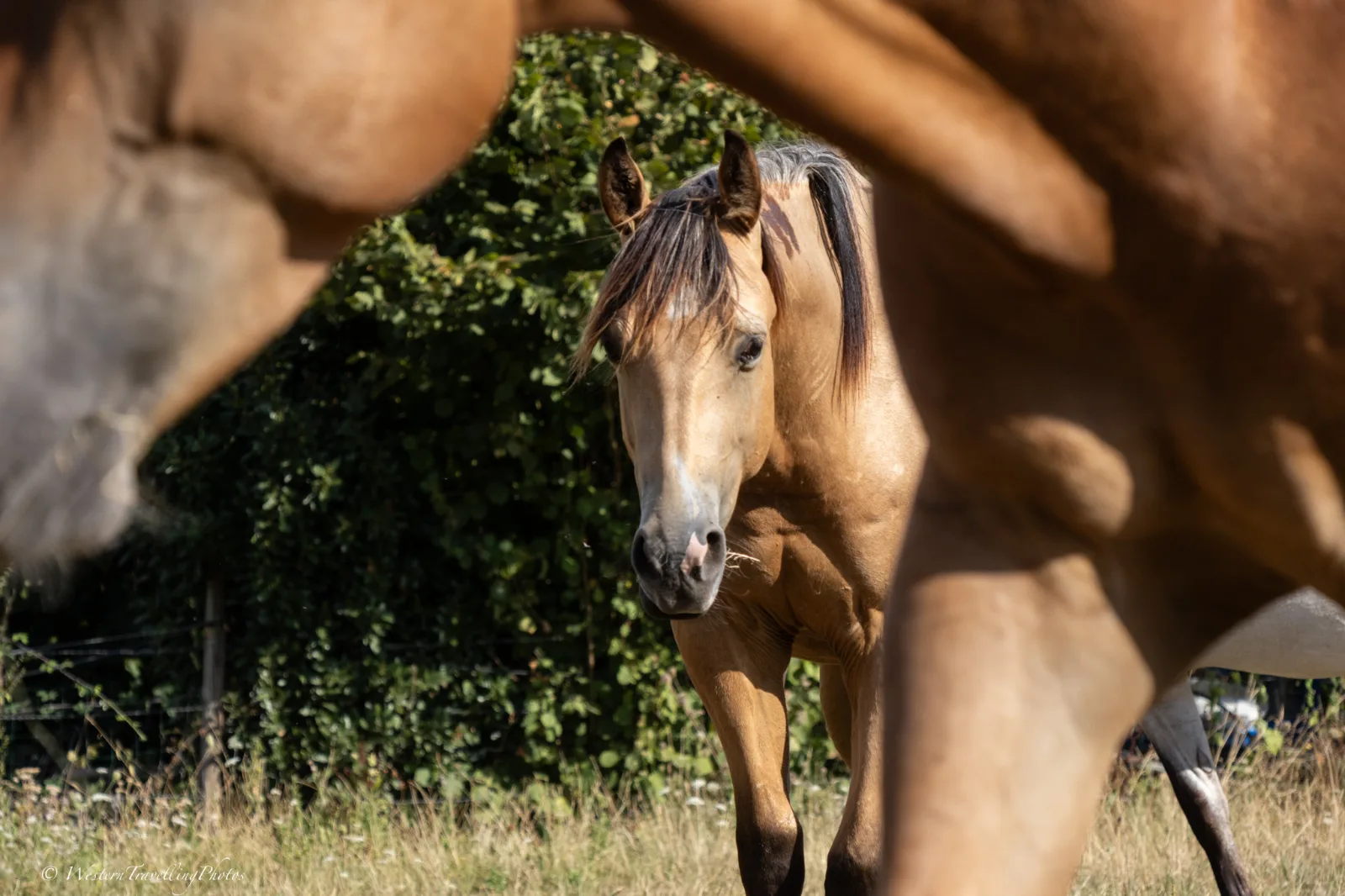 TR ROCKY DOC JACK, hongre, né en 2024, Buckskin, Quarter Horse (AQHA)