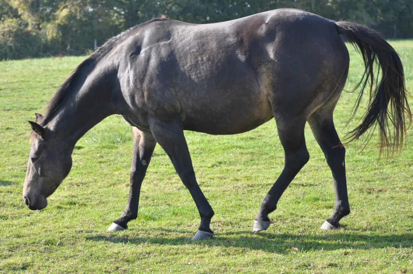 CORONIGHT TR, jument, née en 2008, noir, Quarter Horse (AQHA)