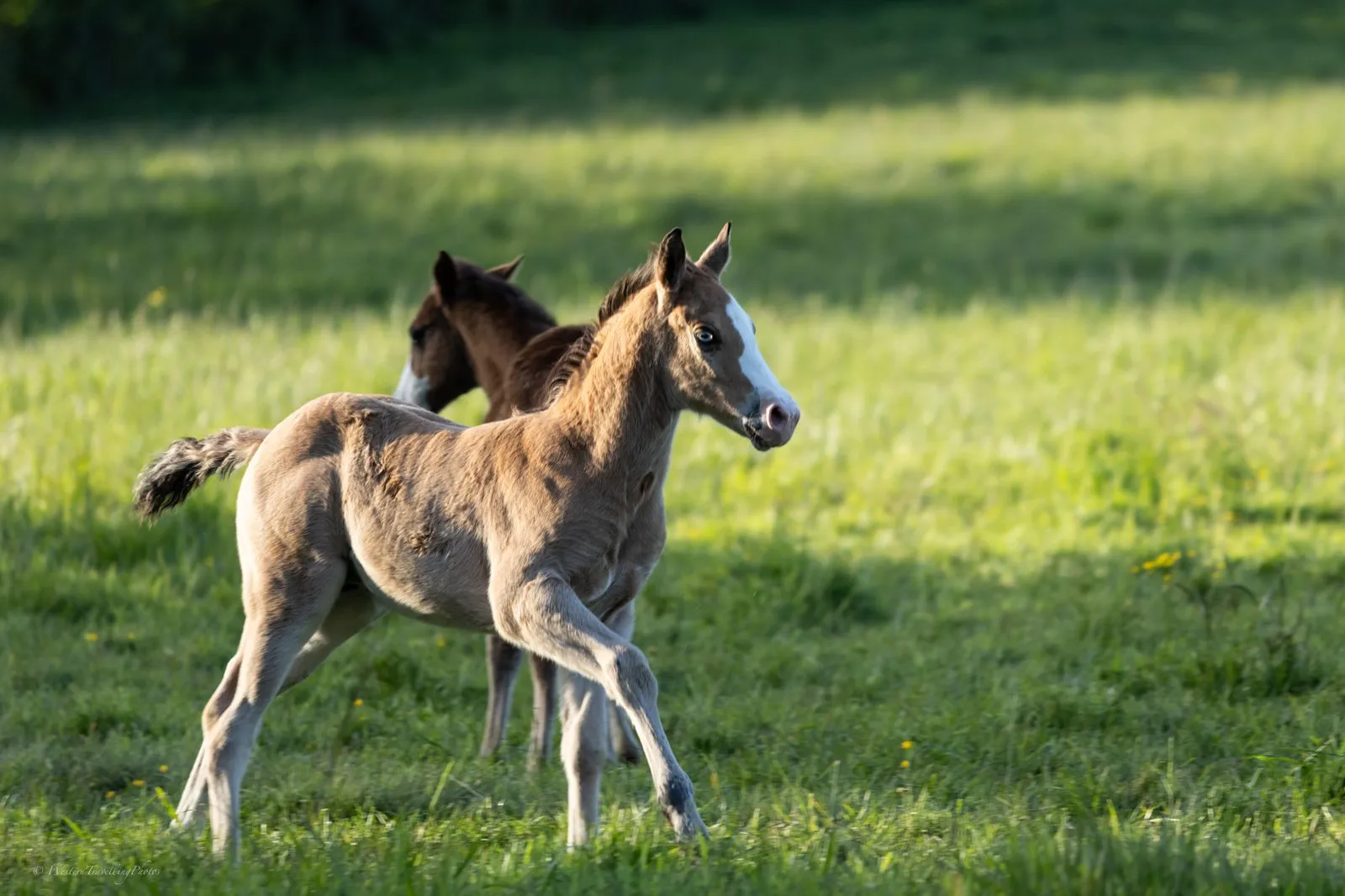 TR Smoking Jac Gun, poulain, né en 2024, isabelle, Quarter Horse (AQHA)