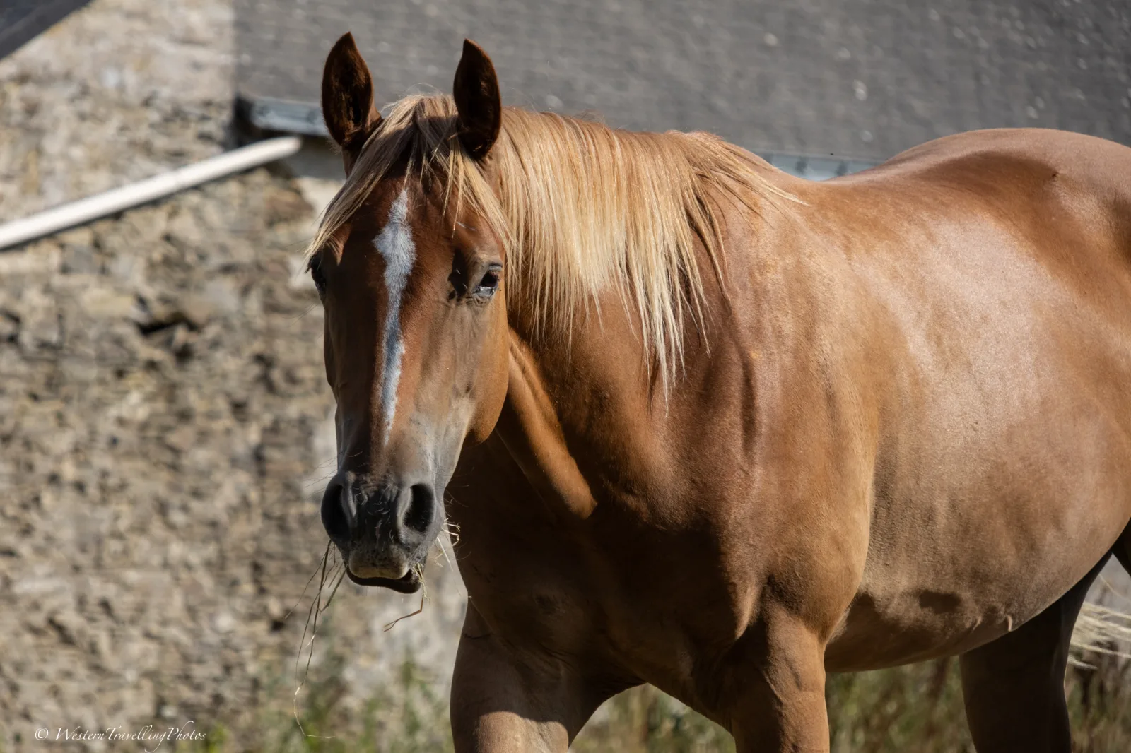 TR Jack Buenonic Bar, hongre, né en 2024, alezan, Quarter Horse (AQHA)