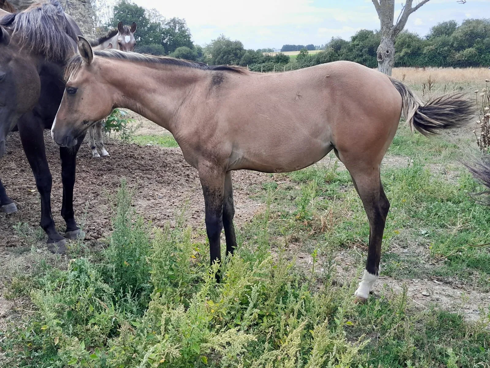 TR CORA GUN SCOT SAN, pouliche, née en 2025, DUN, Quarter Horse (AQHA)