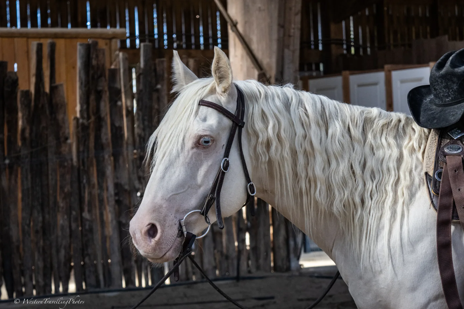 Memphis du TR, hongre, né en 2021, cremello, 152 cm, Quarter Horse (AQHA)