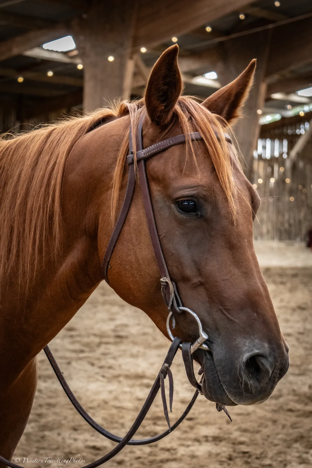 Seattle du TR, jument, née en 2021, alezan, Quarter Horse (AQHA)
