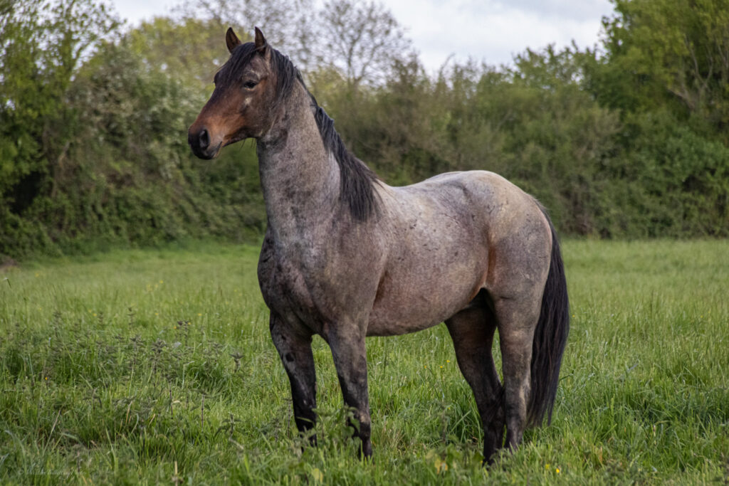 2024 04 18 forest 4v8a9895