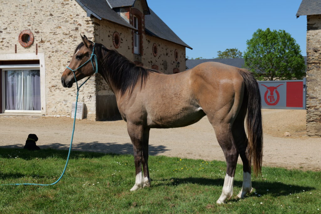 tenessee du tr (71)