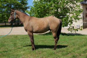 wyoming du tr (20)