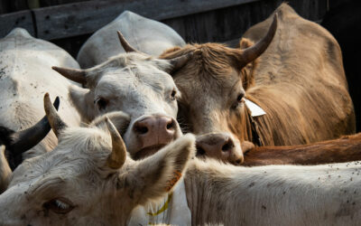 Arrivée des vaches !