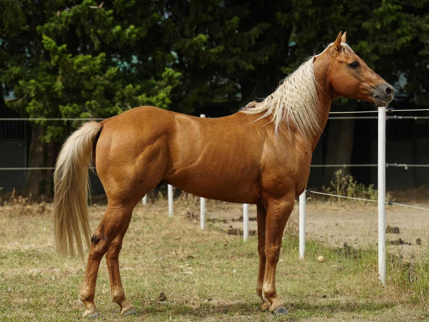 ETALON QUARTER HORSE THOMAS RANCH