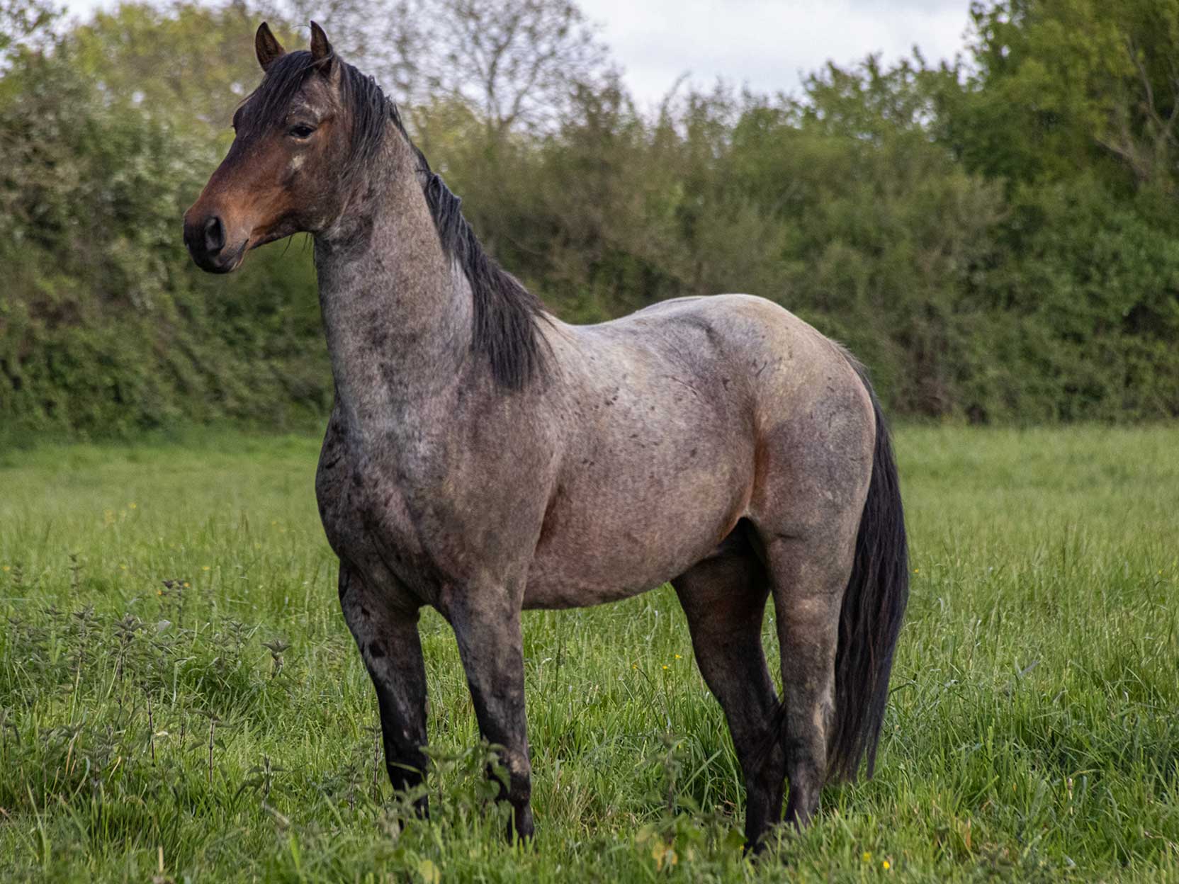 etalon quarter horse thomas ranch