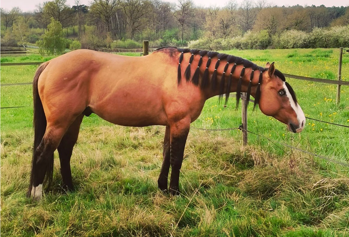 etalon quarter horse thomas ranch