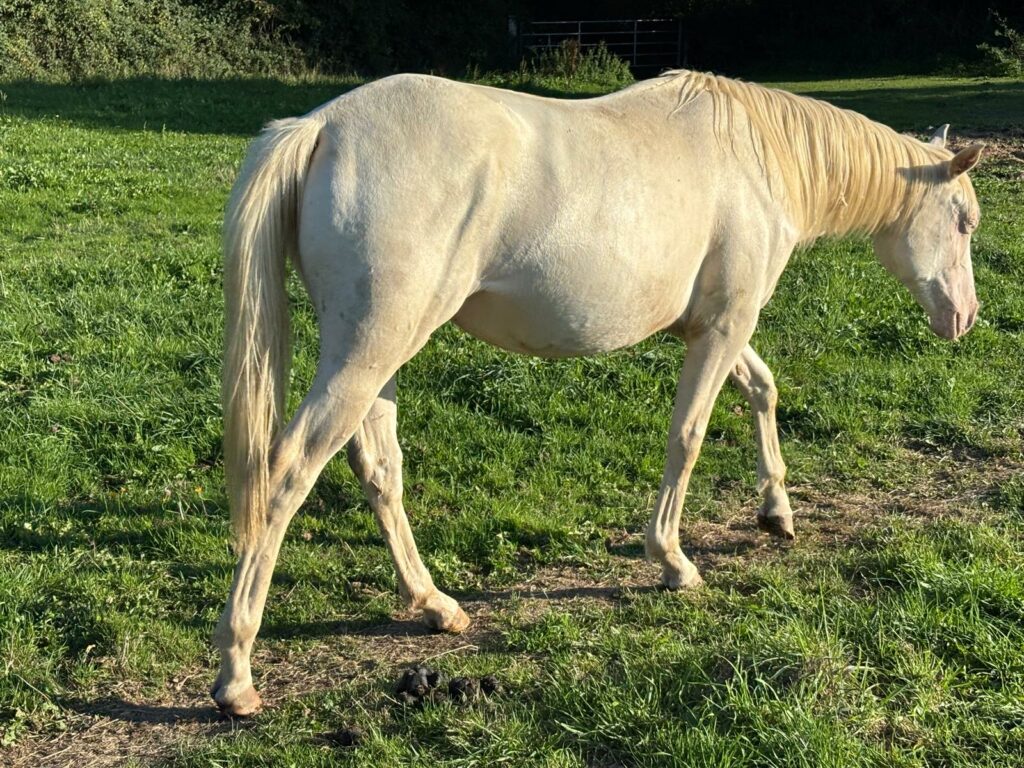 18 09 oneida de belle ile