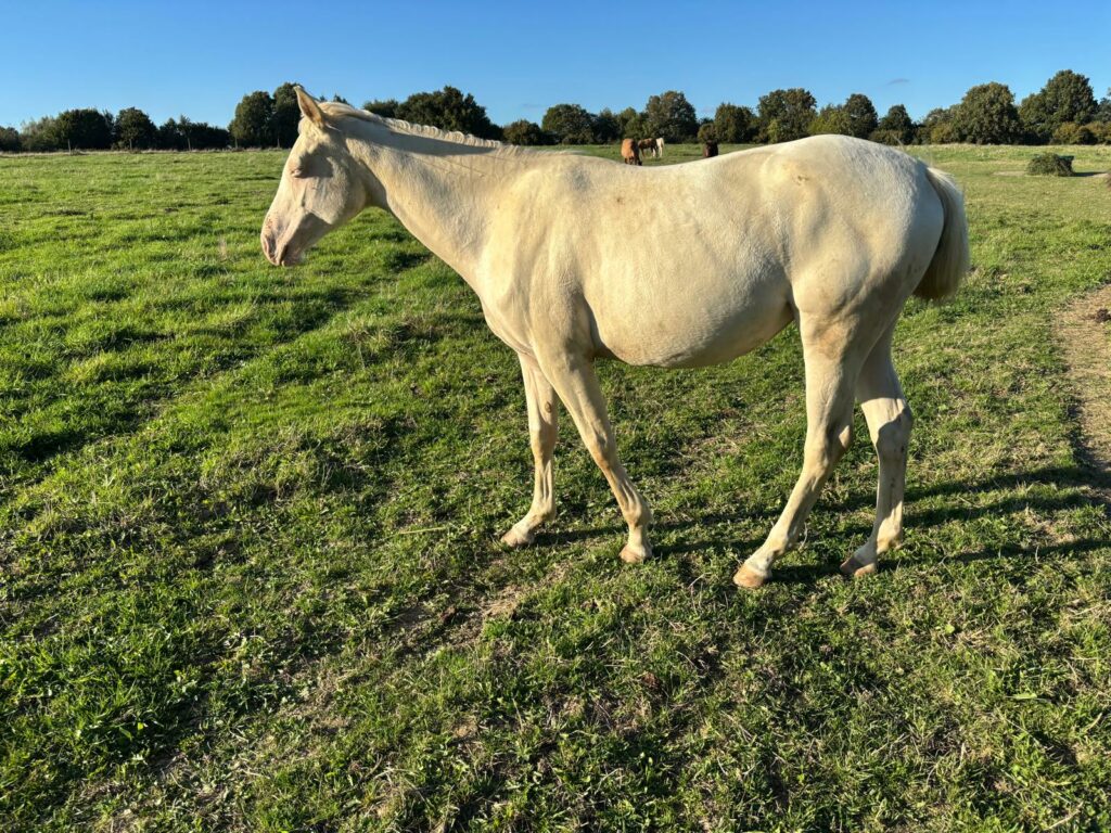 18 09 opake de belle ile