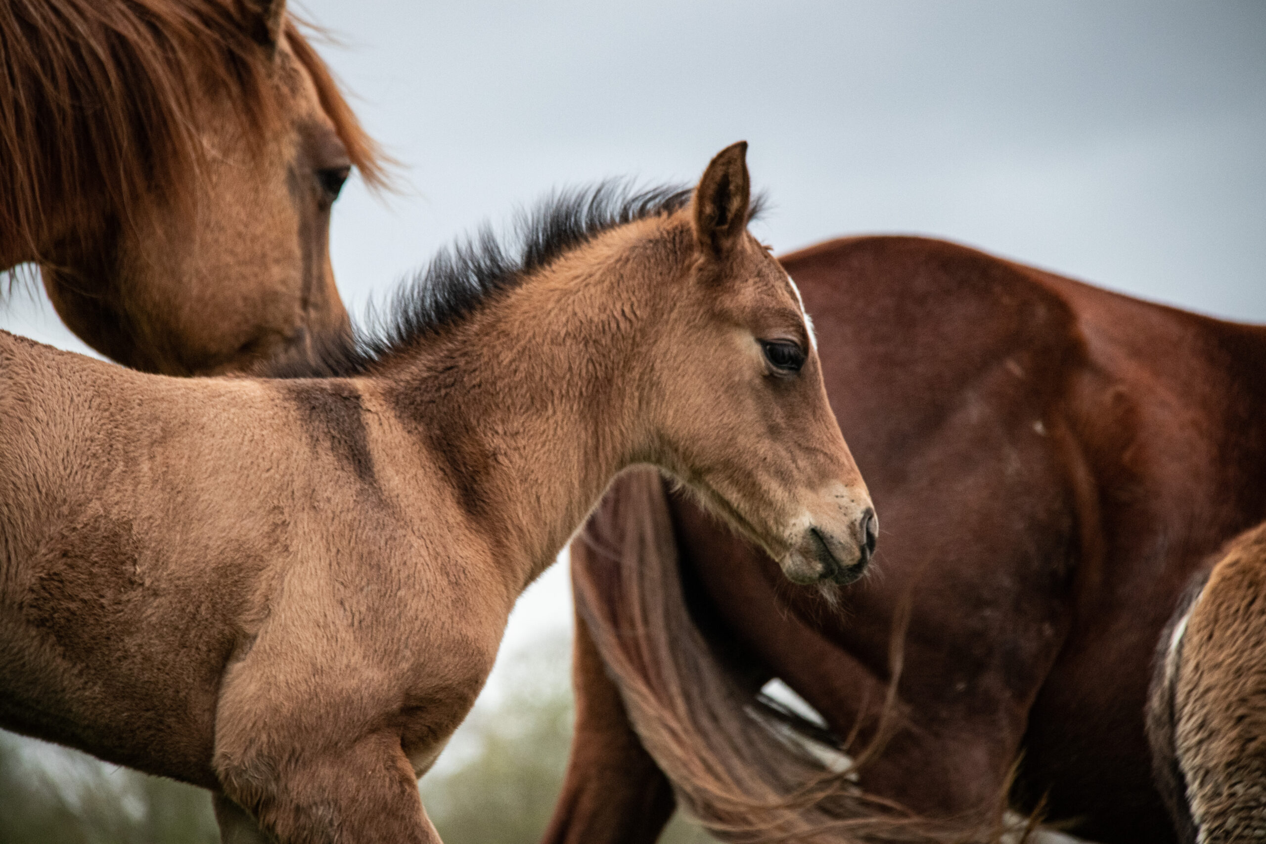 2024 03 28 poulain de hot socket 9238