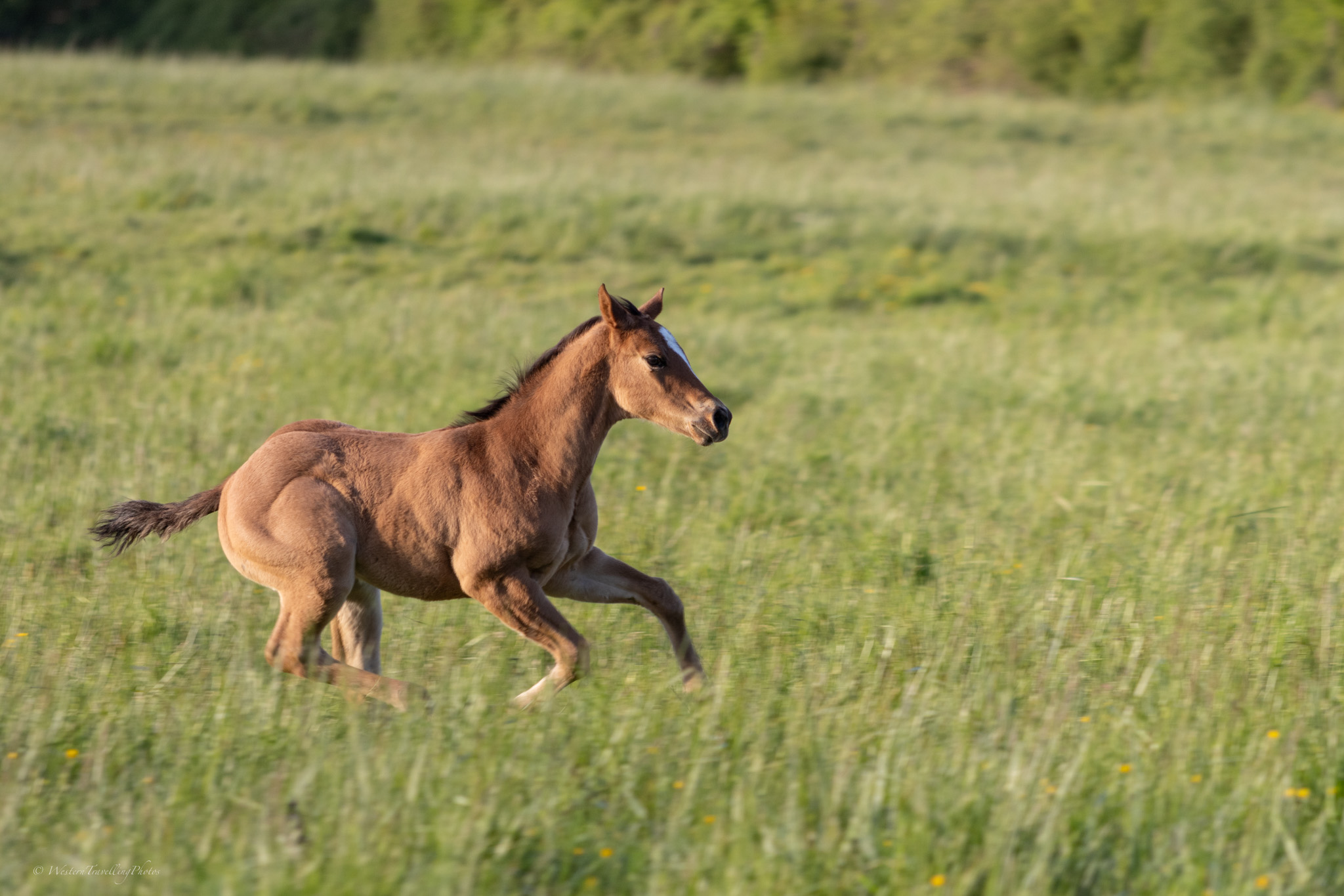 2024 04 20 poulain de hot socket 4v8a0331