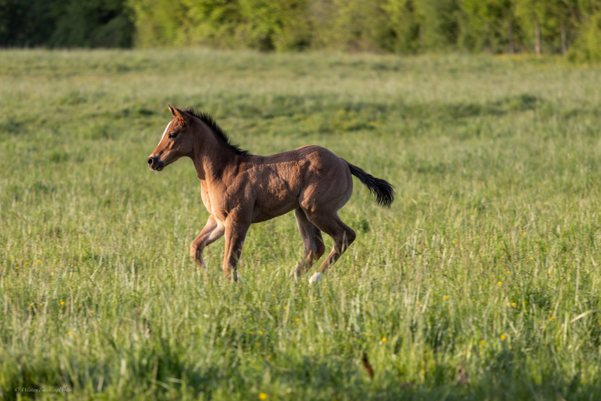 2024 04 20 poulain de hot socket 4v8a0334