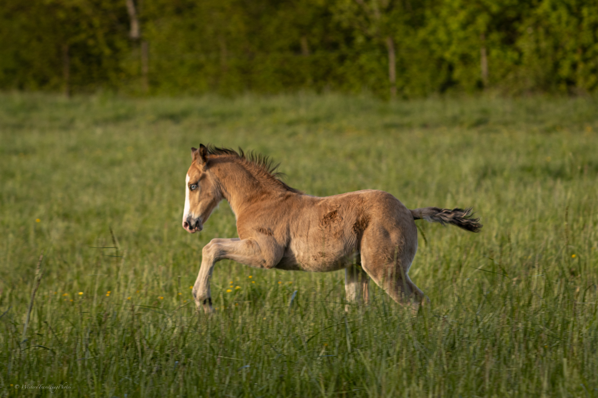 2024 04 20 poulain de sweetie 4v8a0285