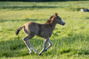 2024 04 20 poulain de sweetie 4v8a0320 2