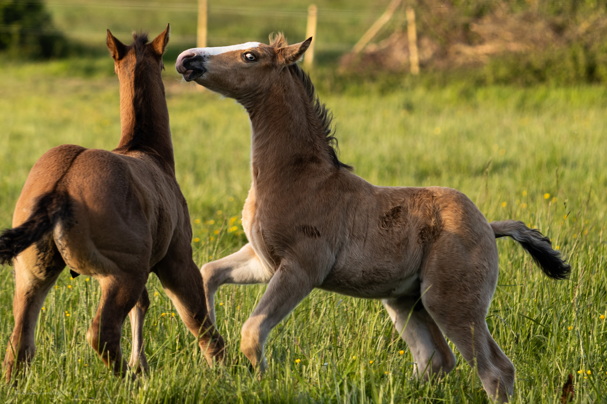 2024 04 20 poulains de sweetie et hot socket 4v8a0290 jeu