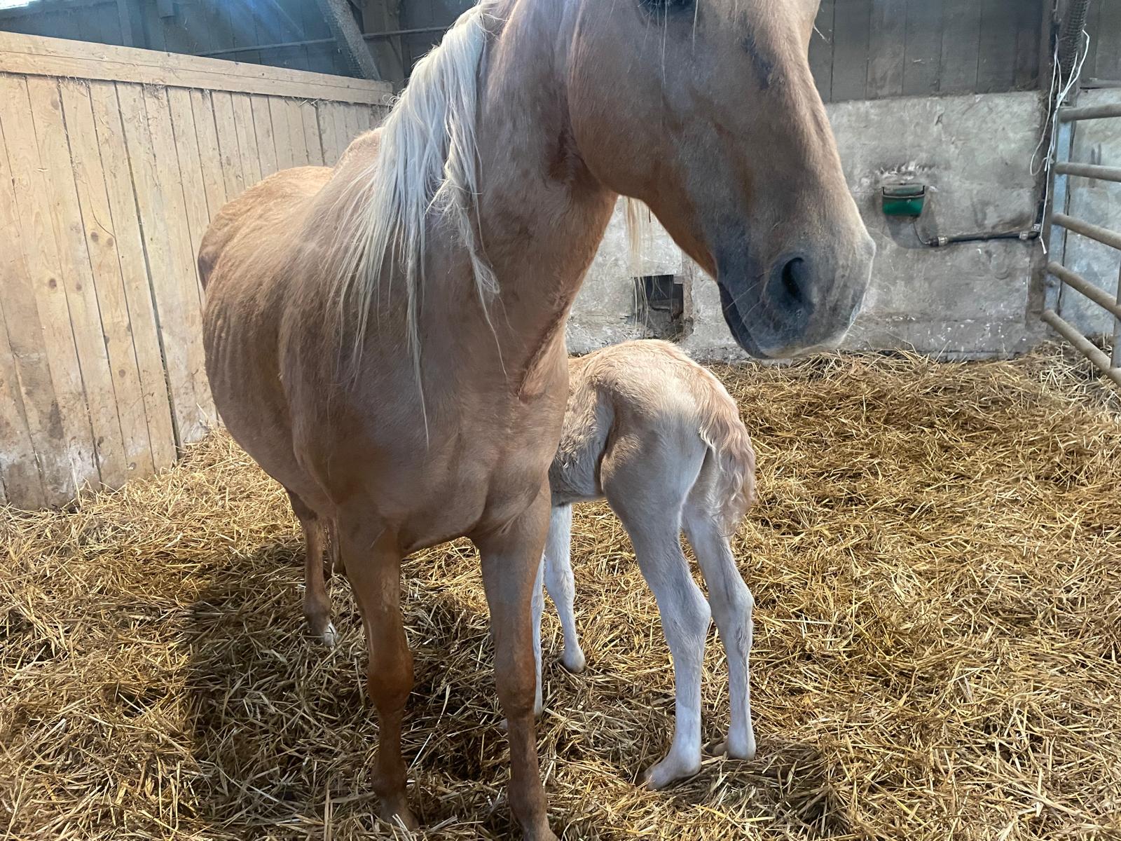 2025 04 06 pouliche de dina