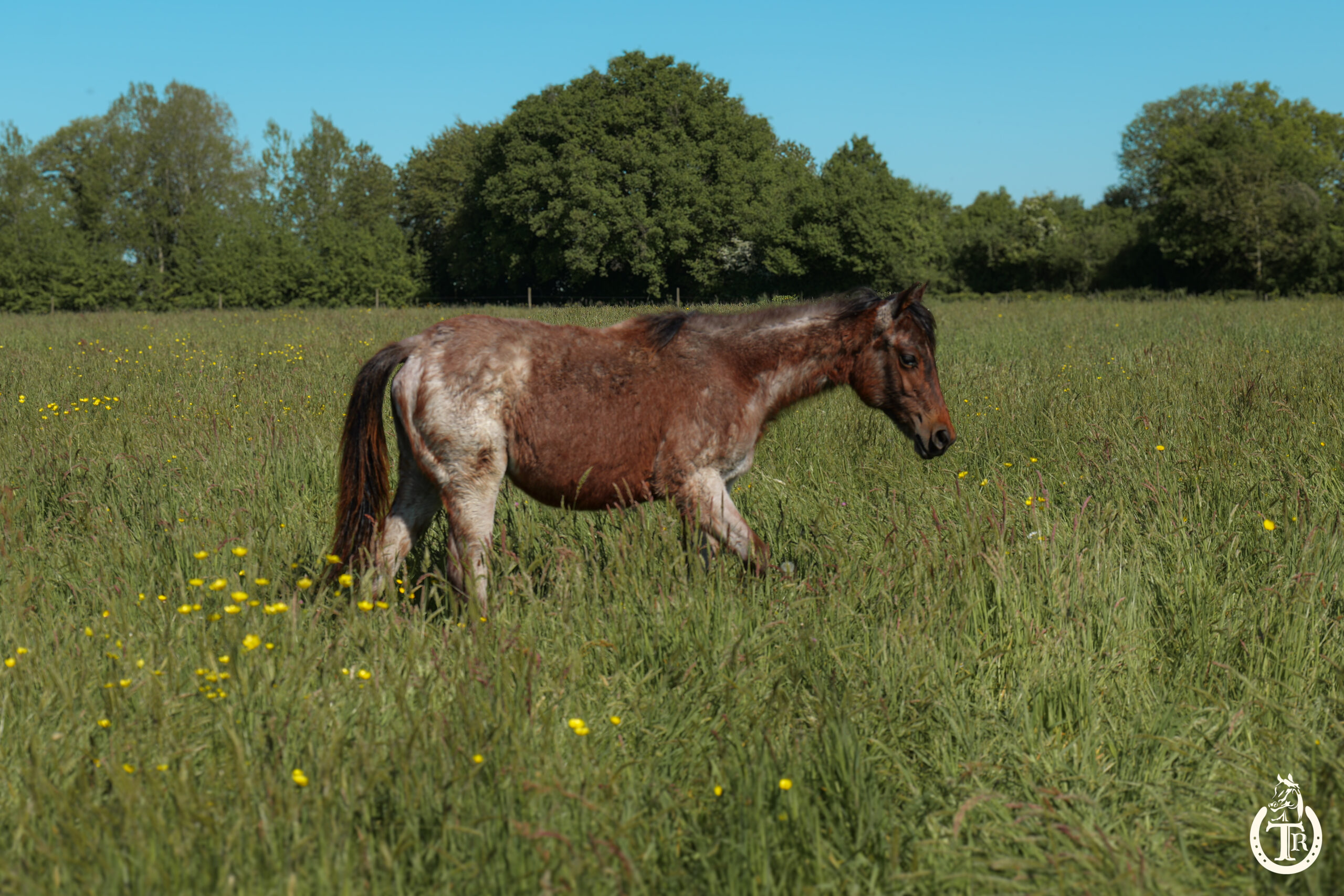 2025 04 29 tr touch my gun