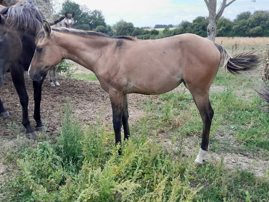 2025 07 29 à 16.11.22 618d63b3