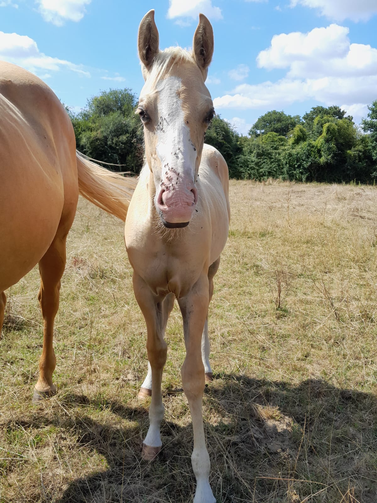 2025 07 29 à 16.11.42 2e19a4cf