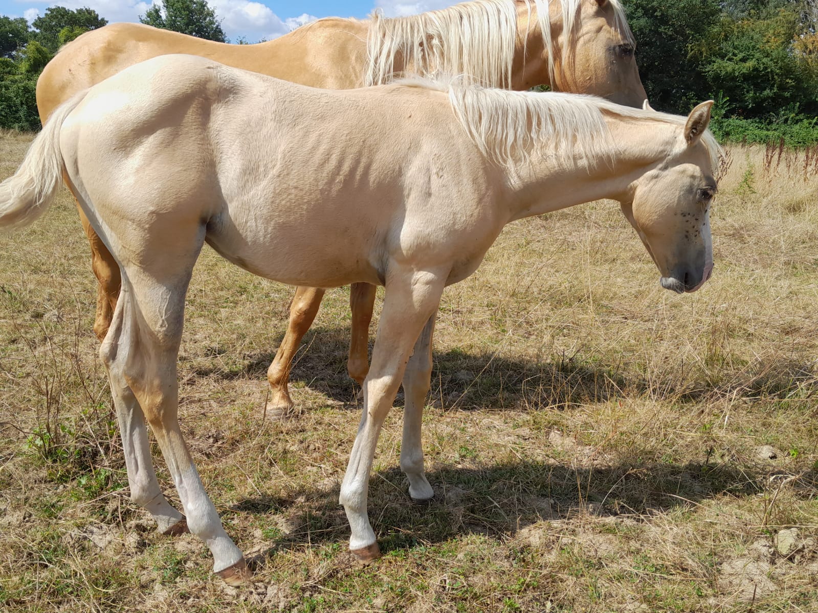 2025 07 29 à 16.11.42 b8bc3523