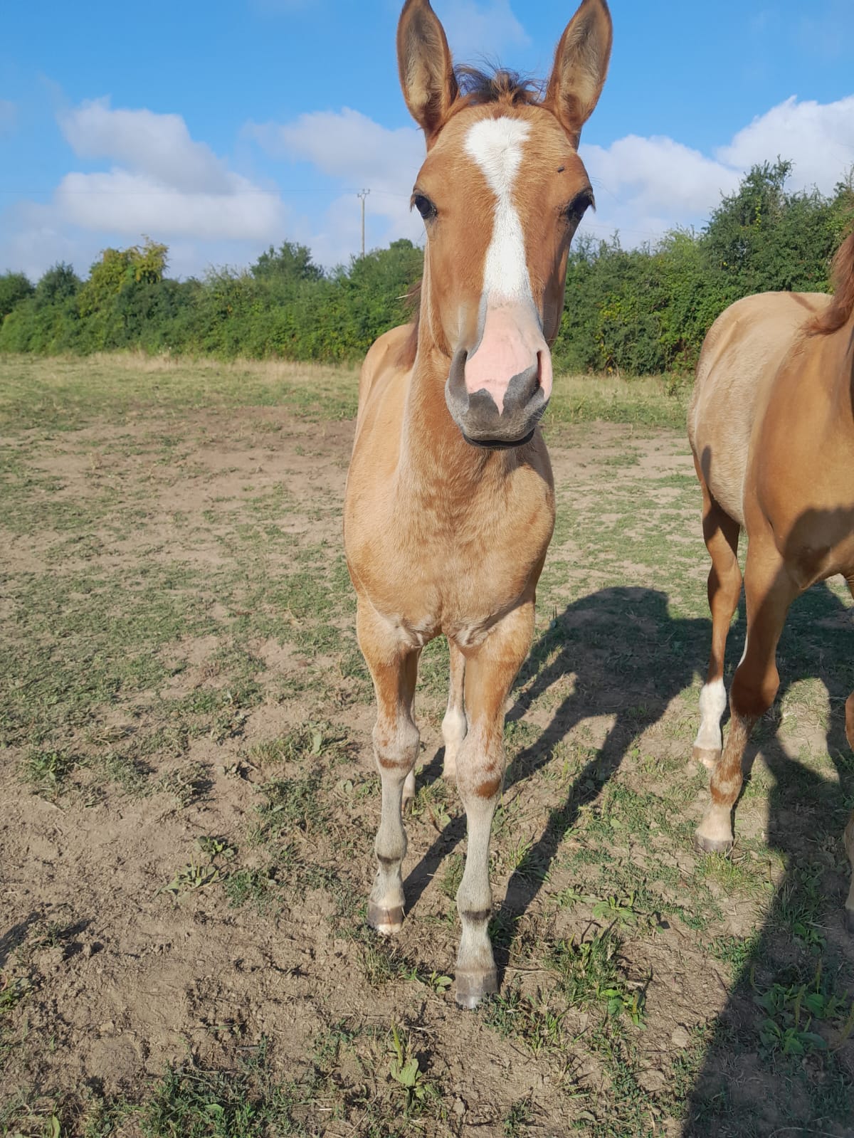 2025 07 29 à 16.12.06 554532d0