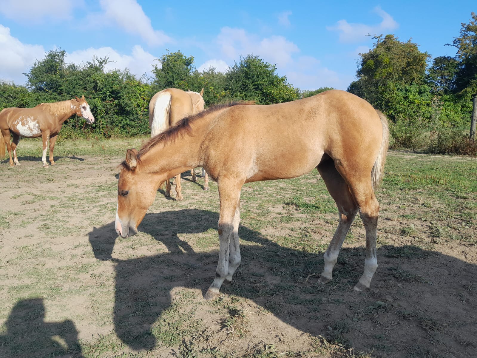 2025 07 29 à 16.12.06 a65b1bcf