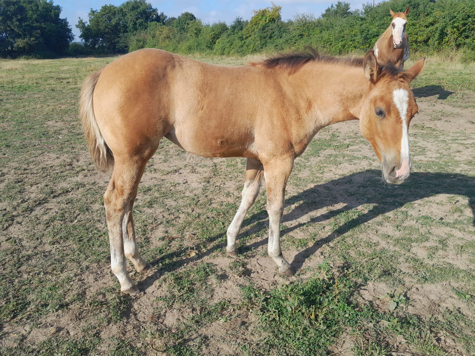 2025 07 29 à 16.12.06 e12bcce9