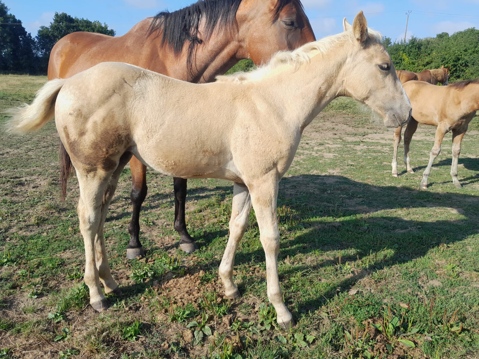 2025 07 29 à 16.12.48 d61fb49b