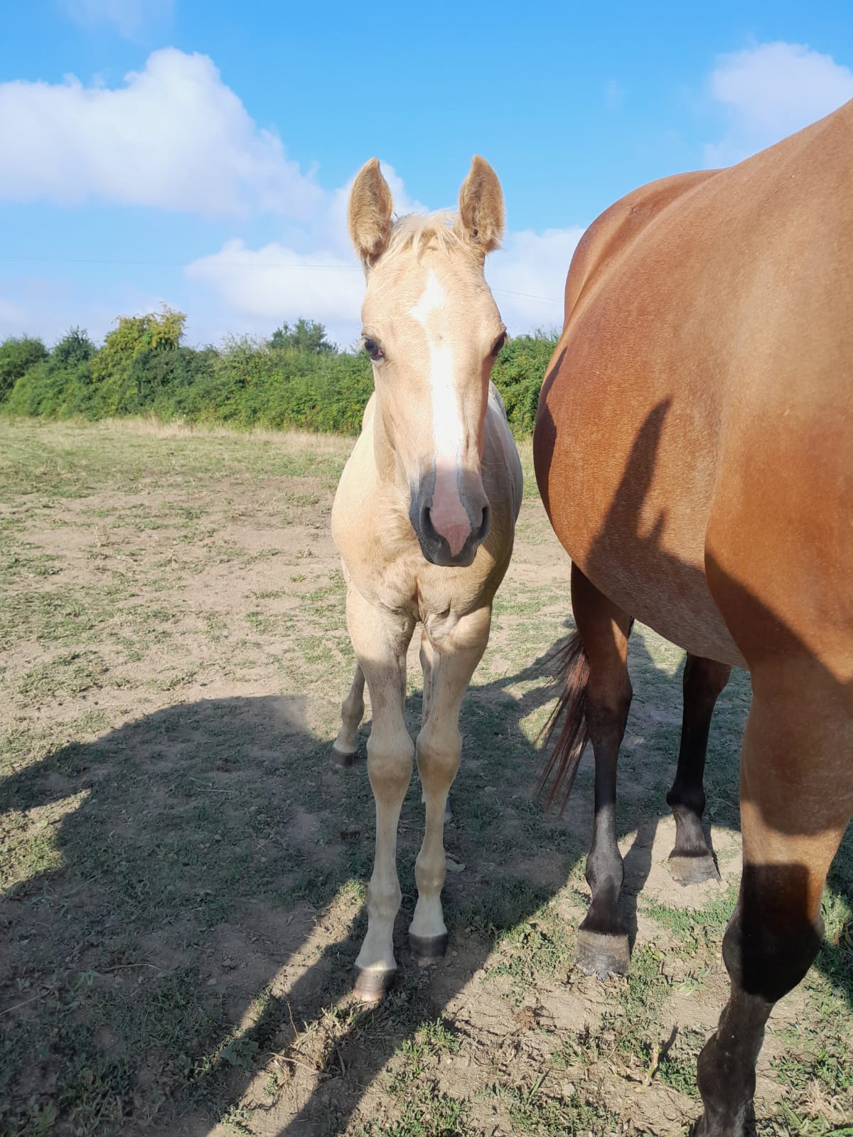 2025 07 29 à 16.12.49 1d048bad