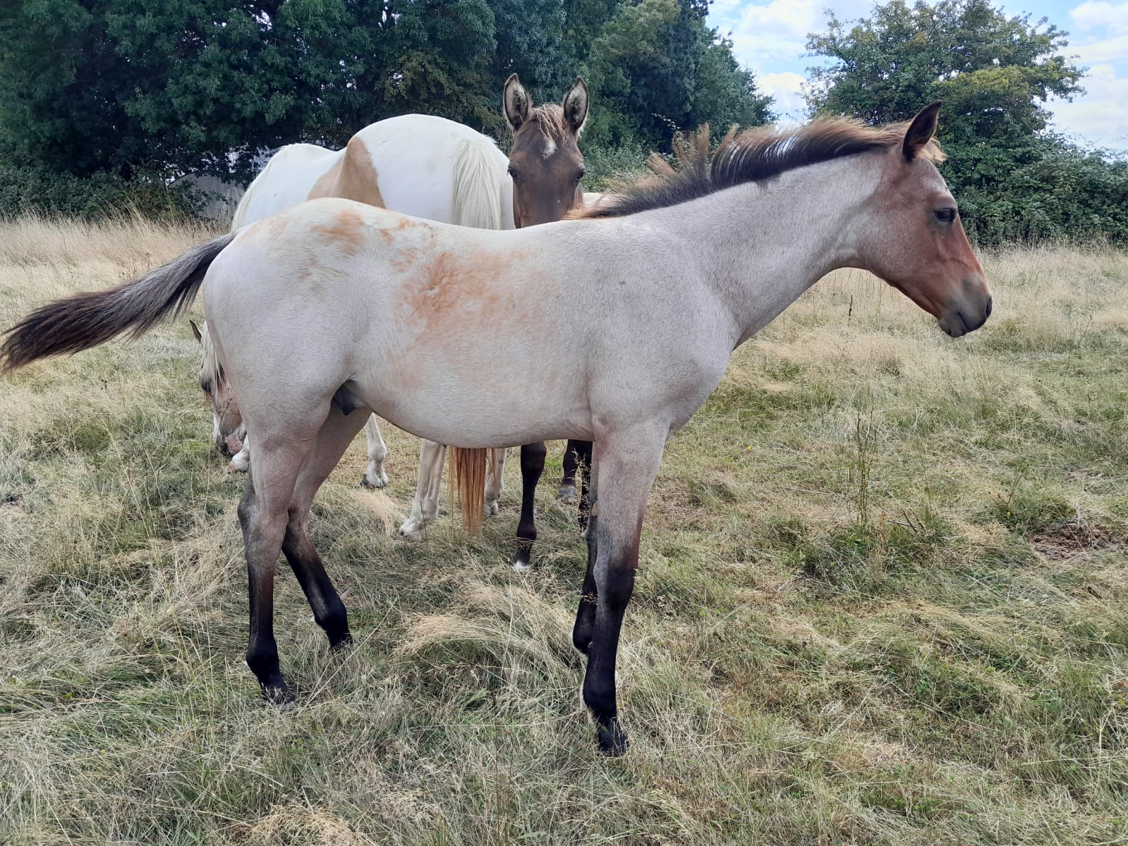 2025 07 29 à 16.13.10 c7284507