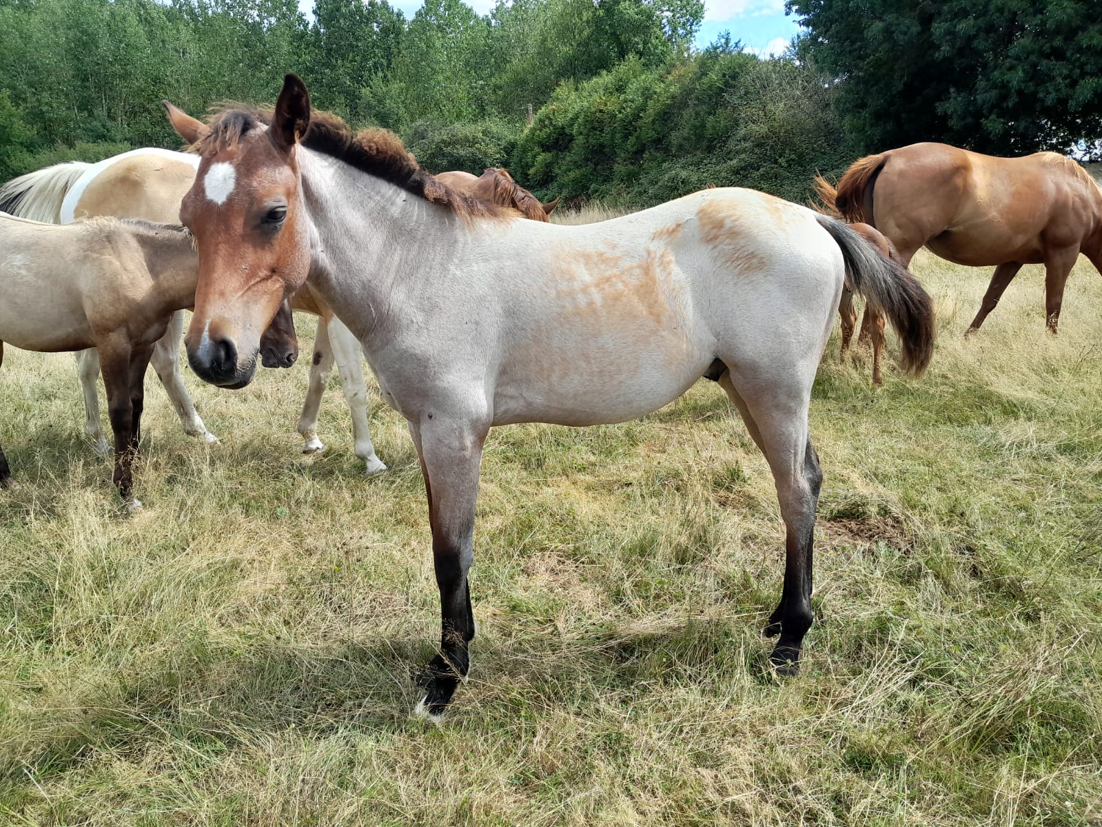 2025 07 29 à 16.13.10 d62fc5bc