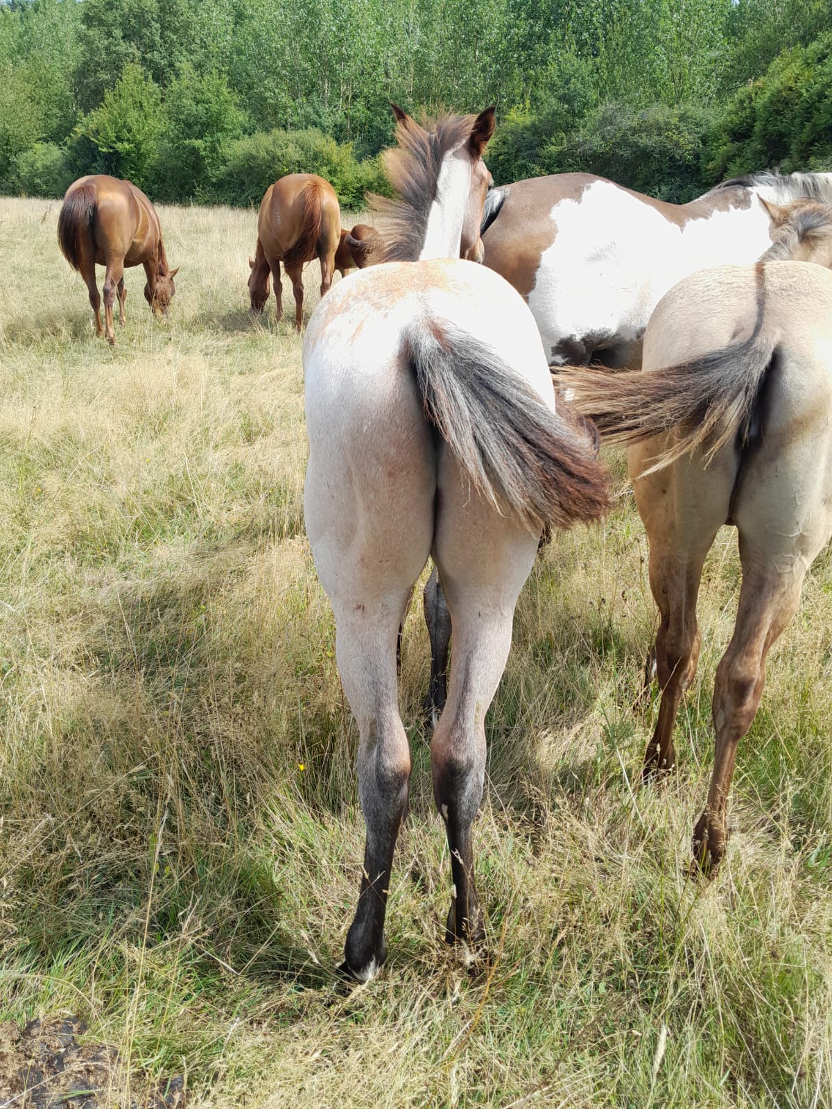 2025 07 29 à 16.13.10 f17318b4