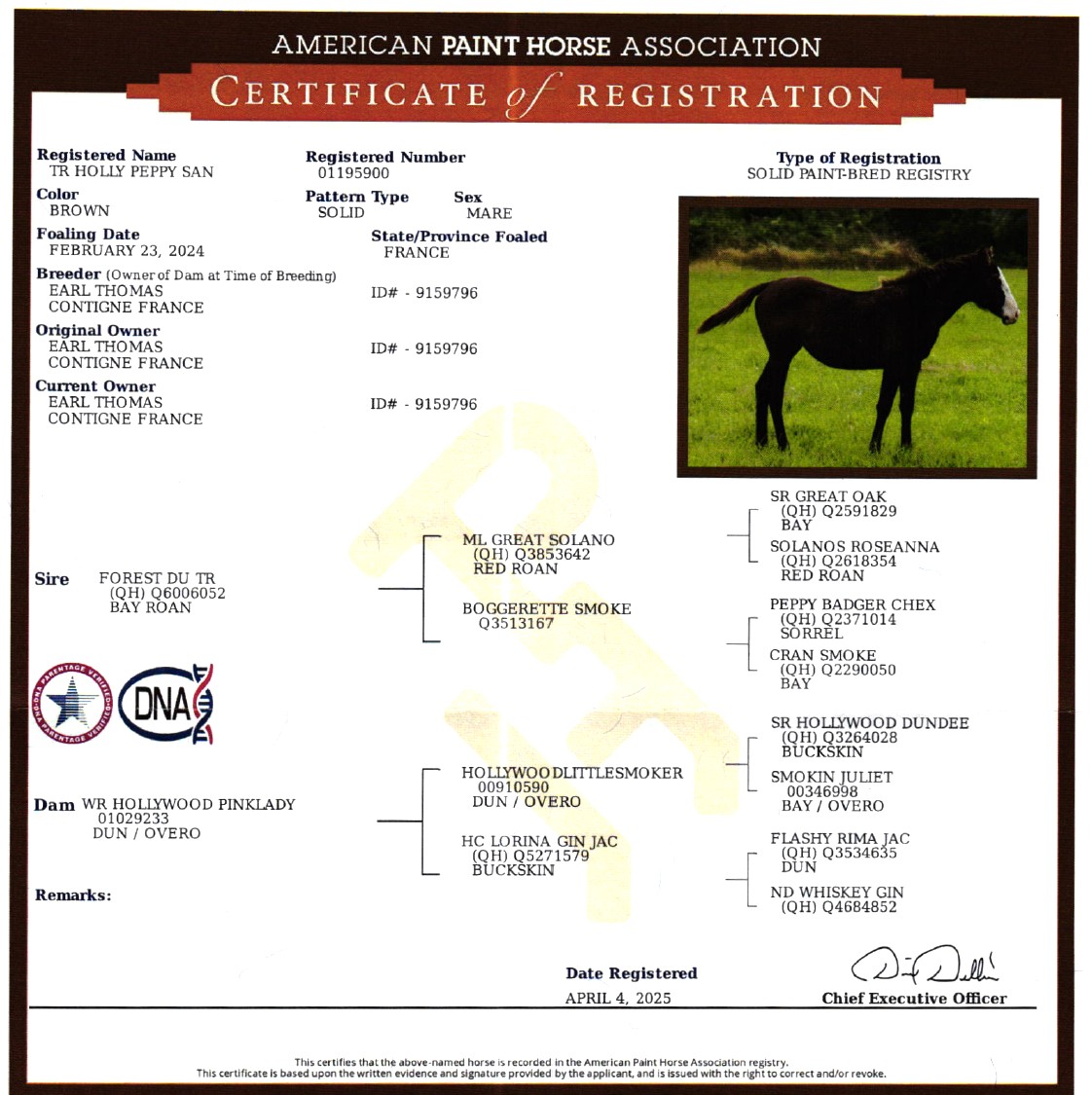 apha tr holly peppy san