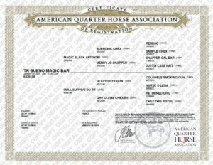 aqha tr bueno magic bar