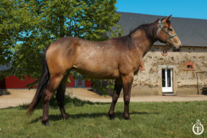 california du tr 1