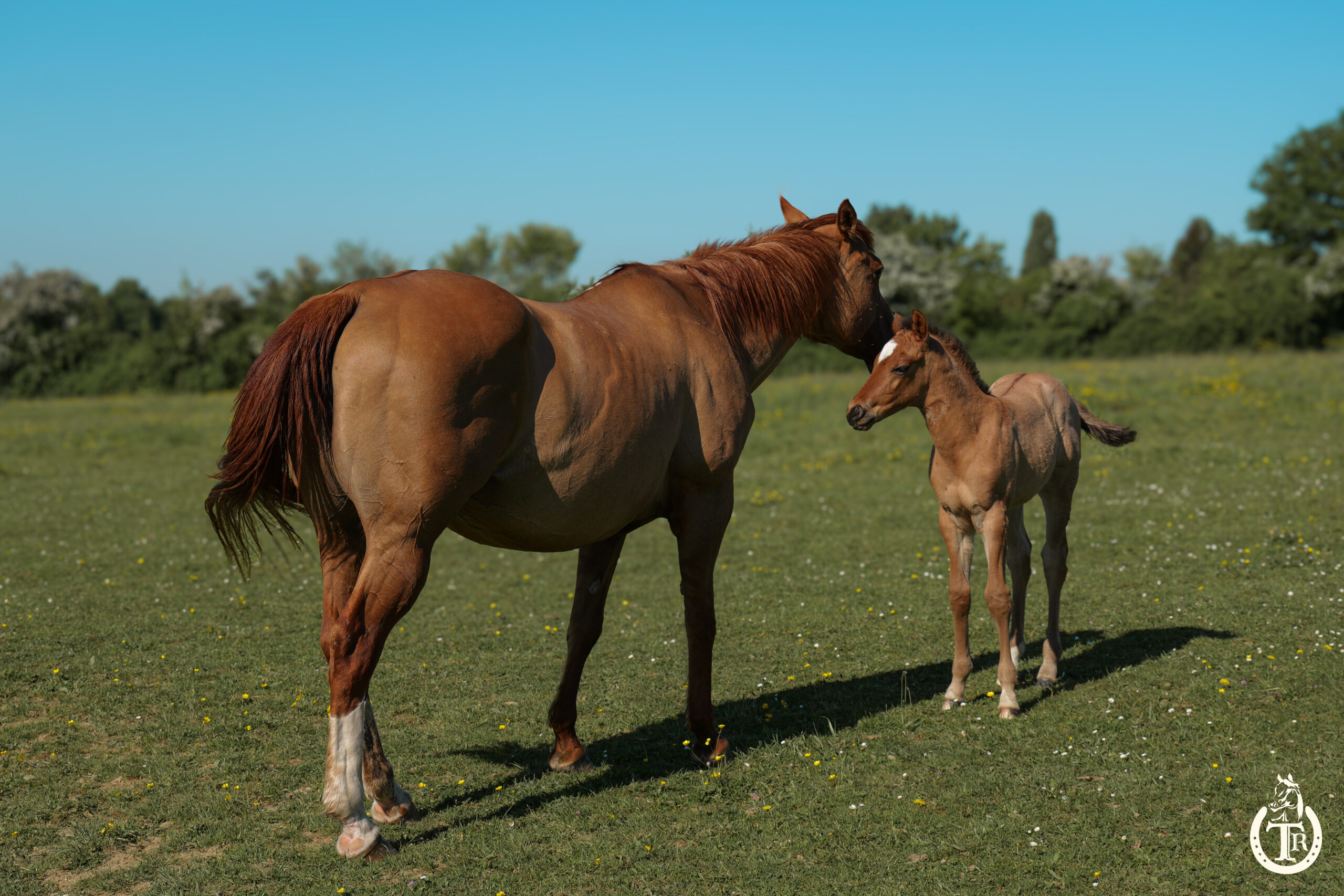 conclusive hot socket 1