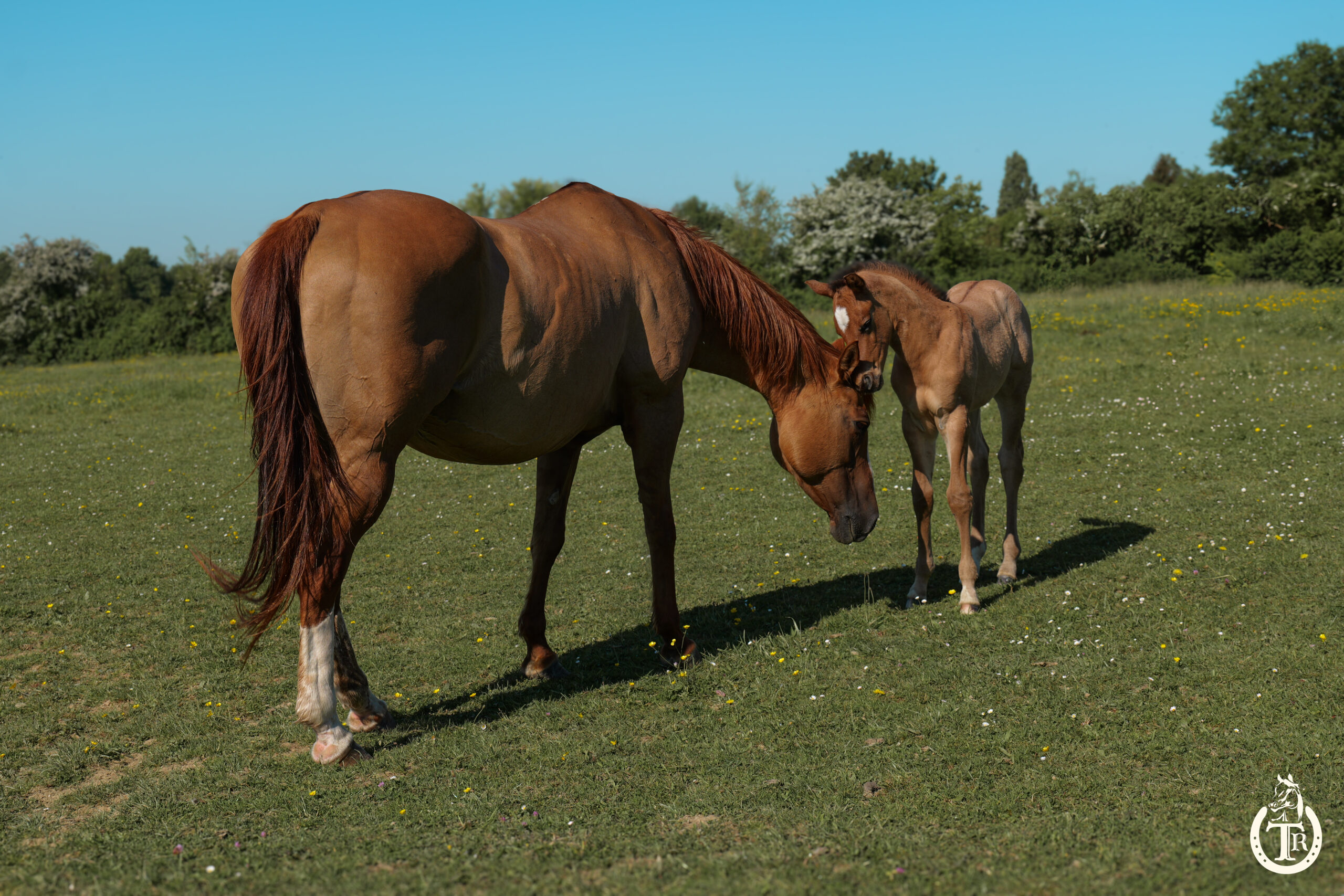 conclusive hot socket 2